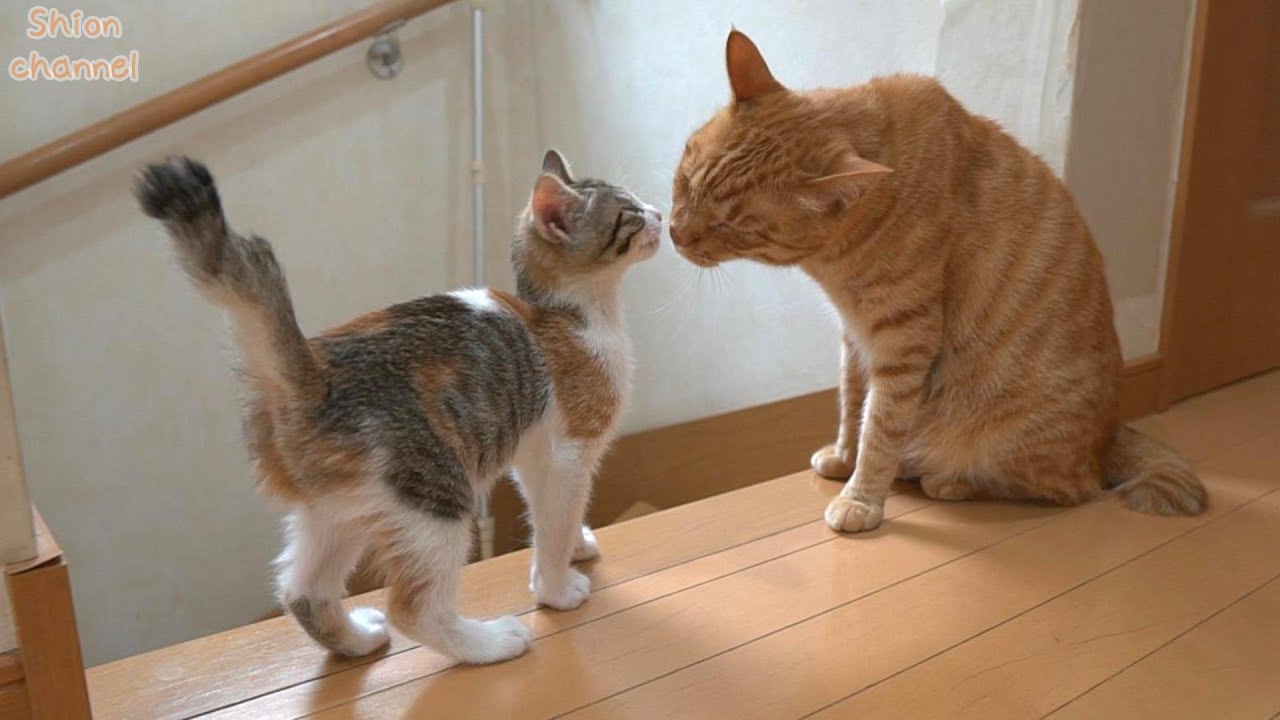 大好きな子猫とおしゃべりしながら一緒に遊ぶ先住猫