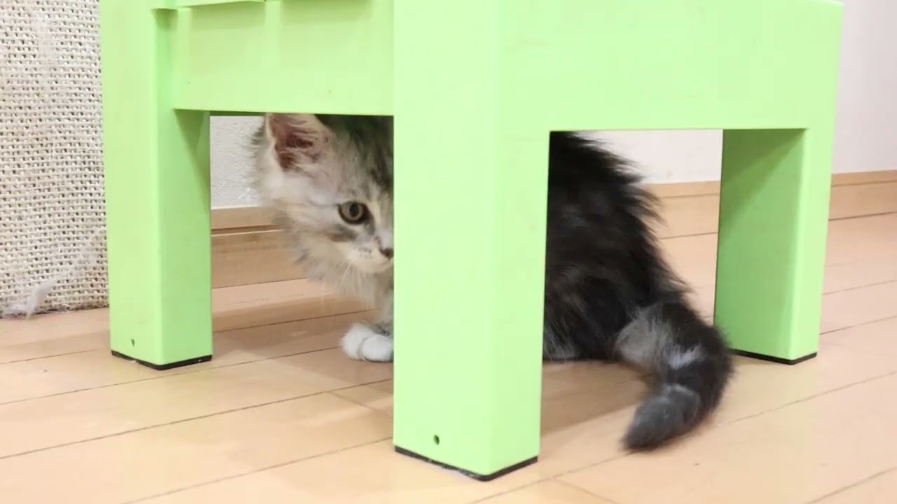 生後63日シルバーのメインクーン男の子猫2時君