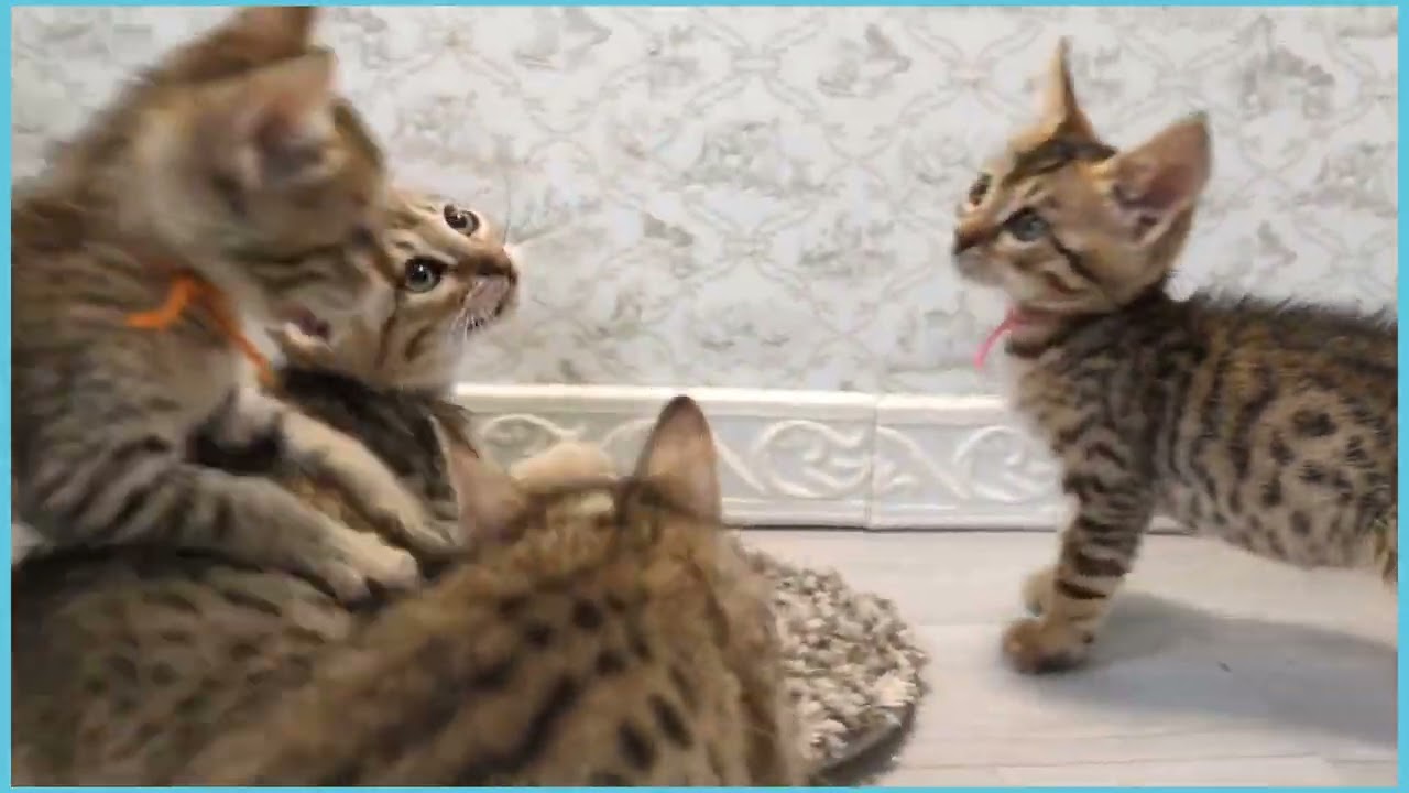 Coo&RIKU　No.00719423 エジプシャンマウ