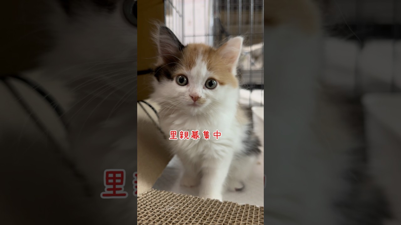 #里親募集中子猫アゴはネコ #子ネコ
