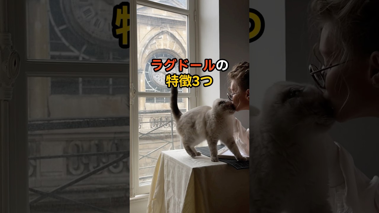 猫【種類別特徴】ラグドールの特徴3つ🐈#猫 #ラグドール #猫あるある #猫豆知識