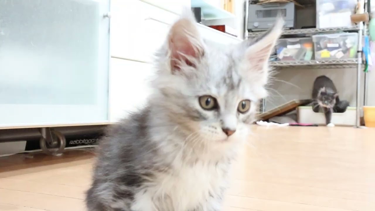 生後63日シルバーのメインクーン男の子猫2時君