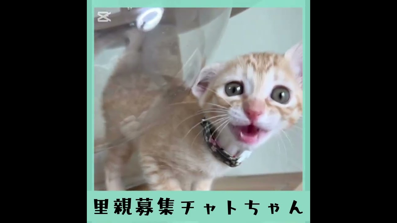 里親募集茶トラチャトちゃん