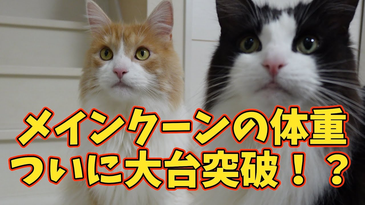ついに出た…！でか猫メインクーン、体重が大台を突破！？