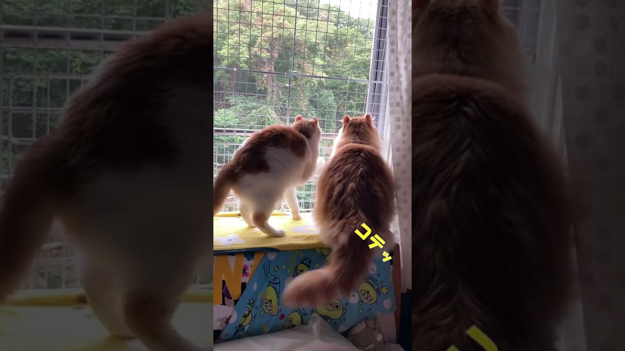 【ｱﾒﾘｶﾝｶｰﾙmocca】穏やかな朝が一転…ｗ #shorts  #猫 #アメリカンカール #cat