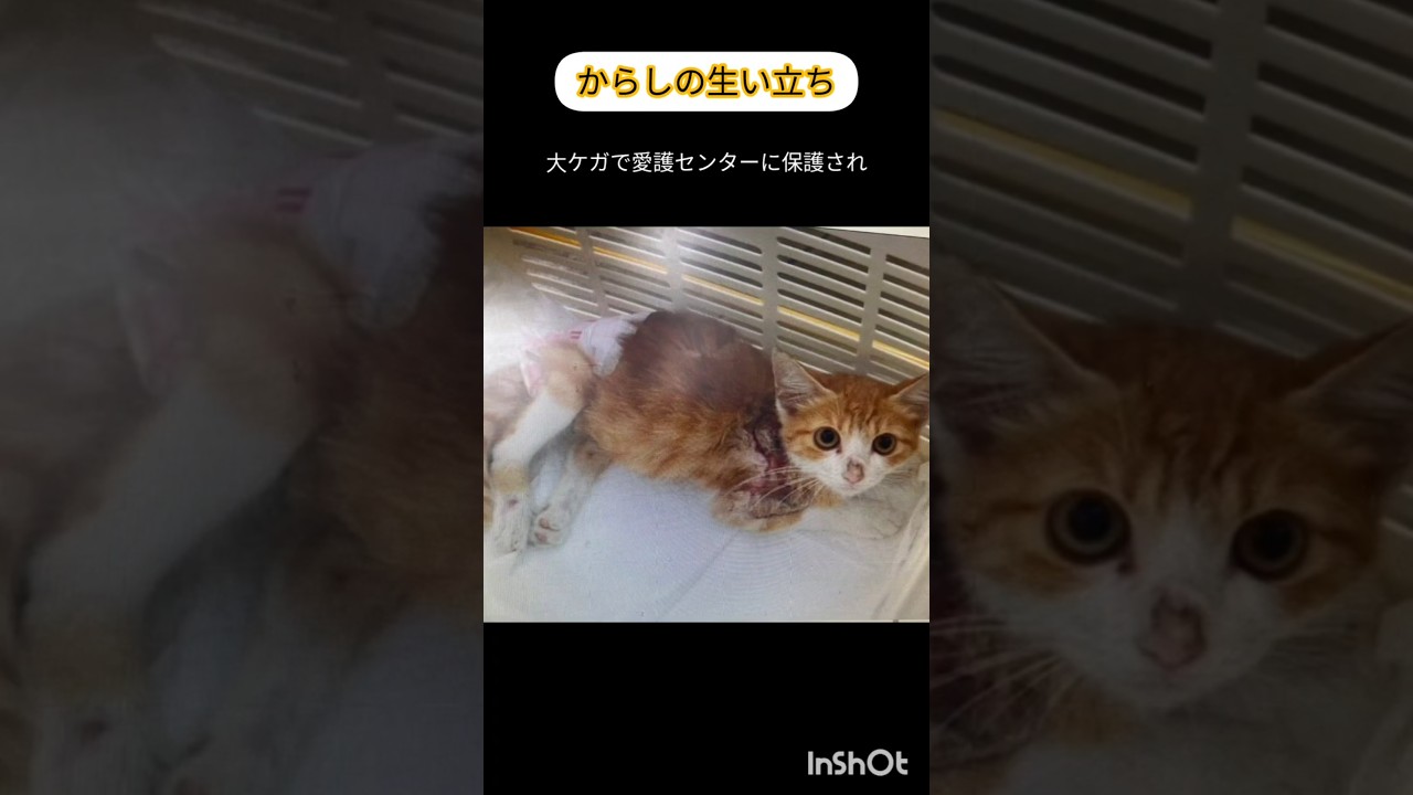 からしがうちの子になった経緯 #下半身麻痺猫