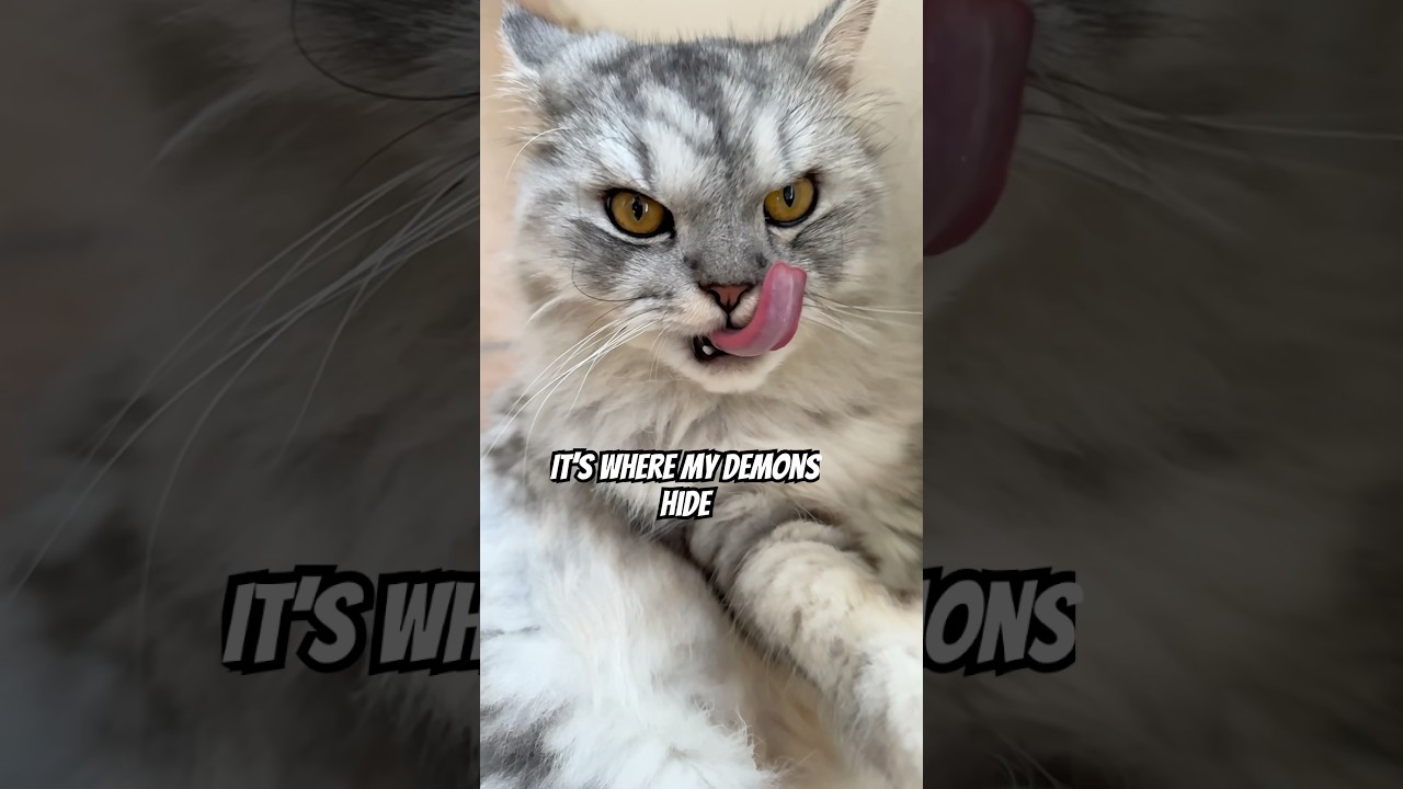 I’m the King of my own kingdom👑 #cat #shorts #cutecat #cuteanimals #catlover #pets