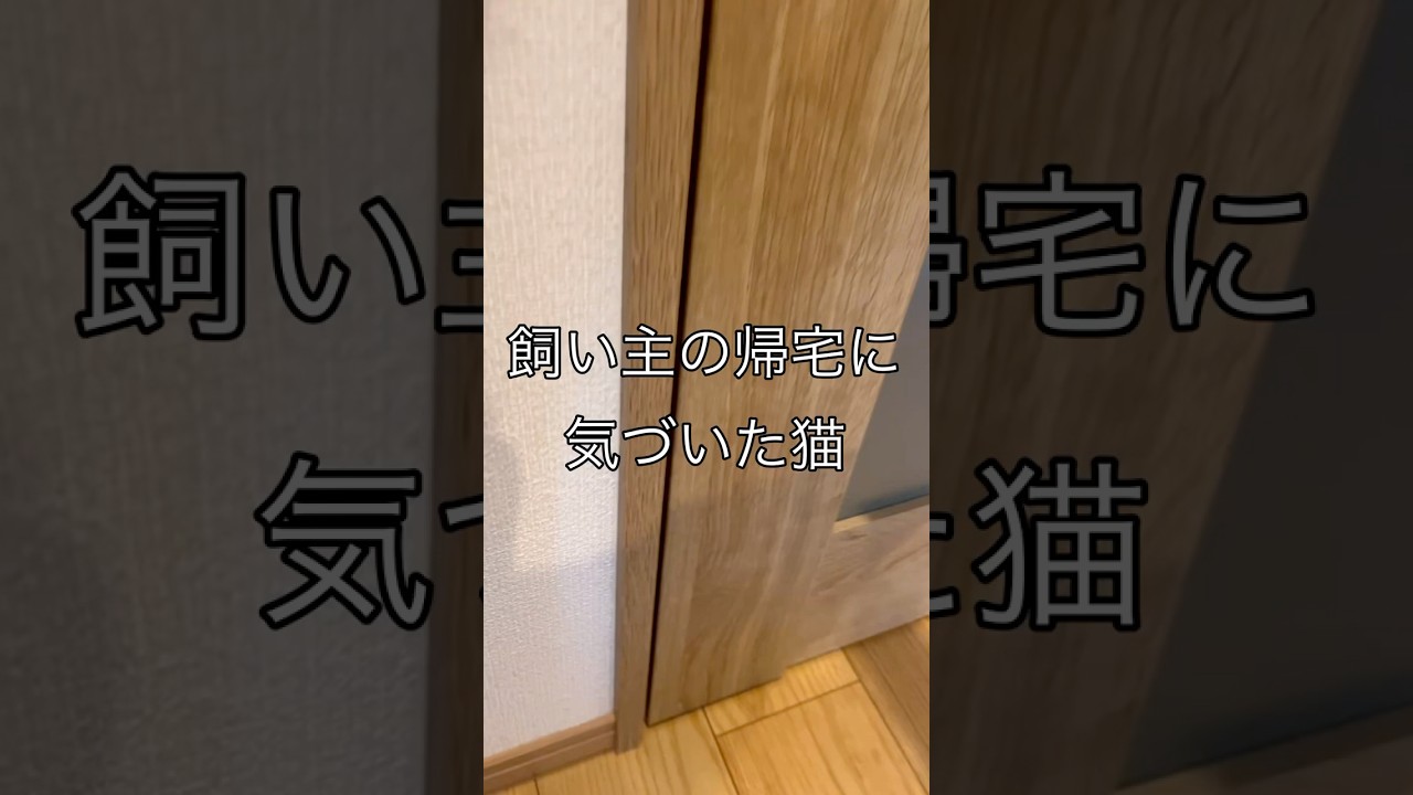 お迎えをする猫