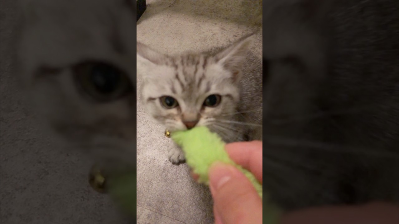 マンチカンの子猫を愛情いっぱい育てた結果... #shorts #猫 #cat