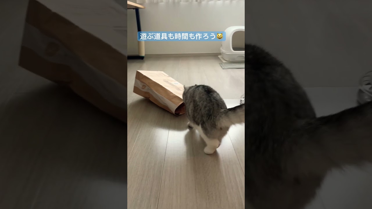 遊びましょう#cat #アメリカンカール #猫のいる暮らし #元気になる動画 #元気お届け #成長記録 #猫好きさんと繋がりたい #猫 #再利用 #紙袋