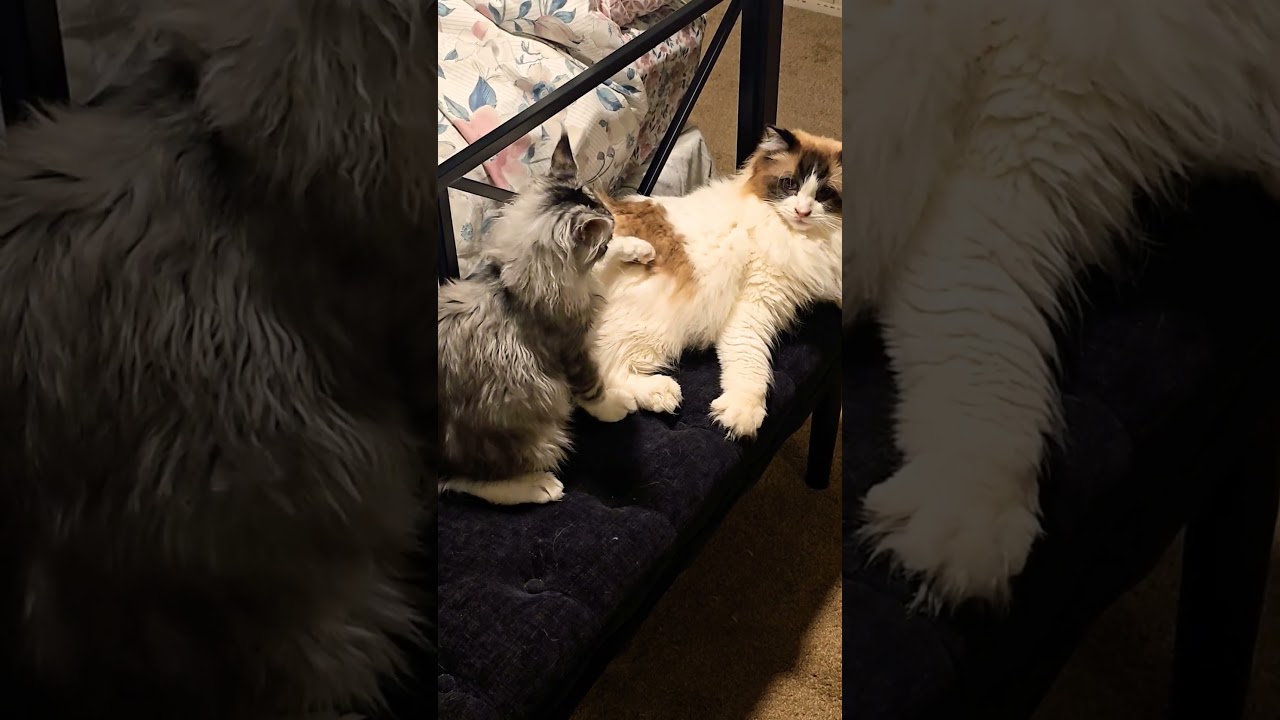 Maine Coon Kitten/They Have A Love Hate Thing Going On  #cat #kitten