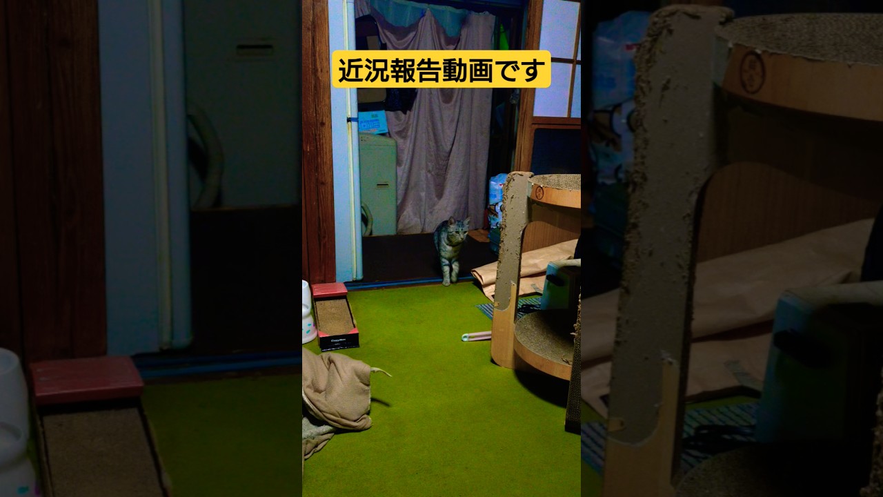 【病院行ったスフィンクスの近況報告動画となります】#保護猫 #スフィンクス#猫のいる暮らし＃八戸＃夜間対応＃柏木獣医医科医院