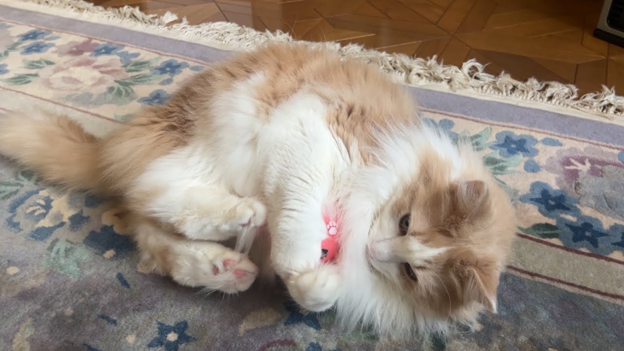 【ルクキック‼︎】今日も元気にケリケリケリ🐾ノルウェージャンフォレストキャットのキック特集www