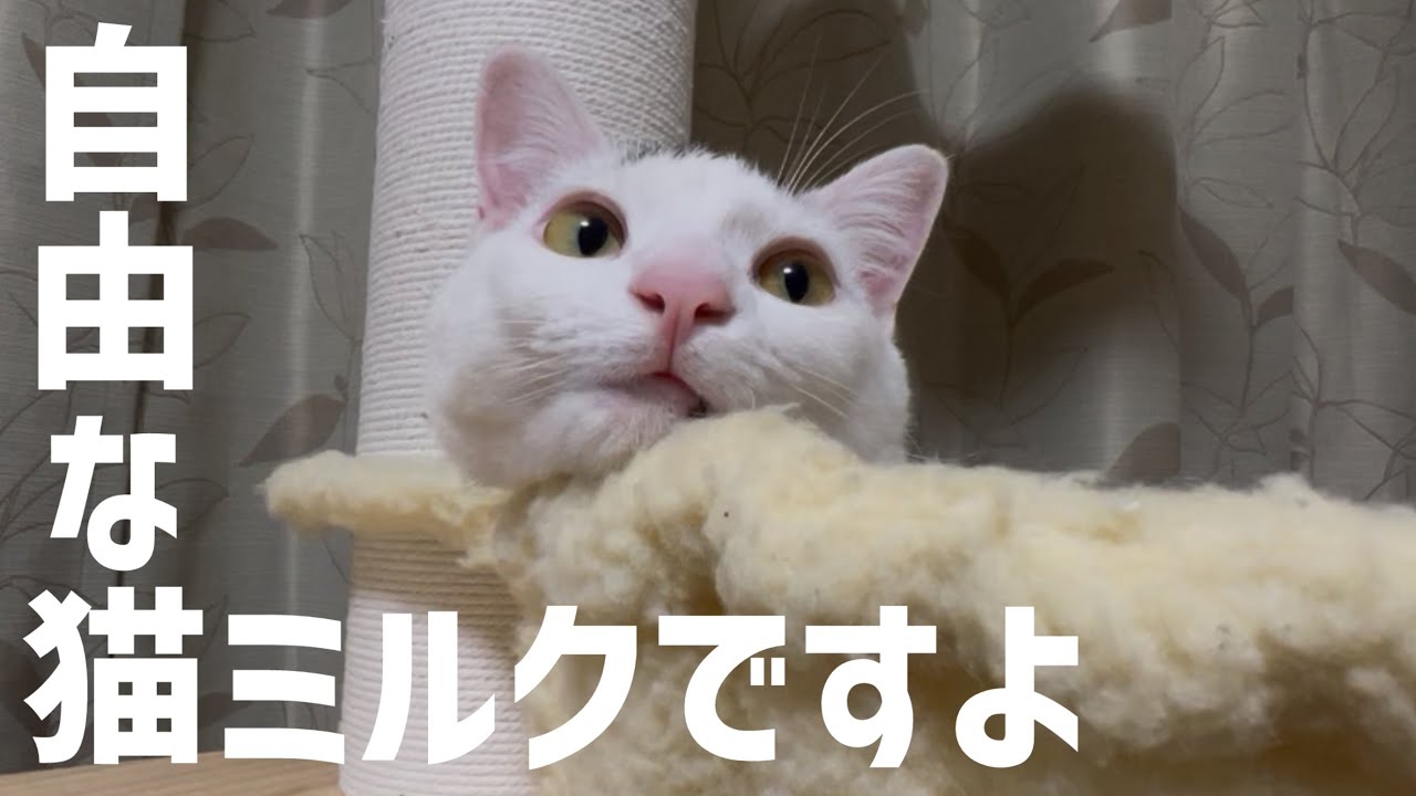 自由気ままな猫ミルクは今日も可愛い。#保護猫 #ねこ #ミルねーさん
