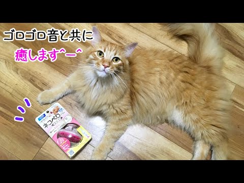 【猫様】祝4歳メインクーンの百福の誕生日プレゼントは、大好きなブラシ！ネコペロ買って使って見た！気持ち良くブラッシング