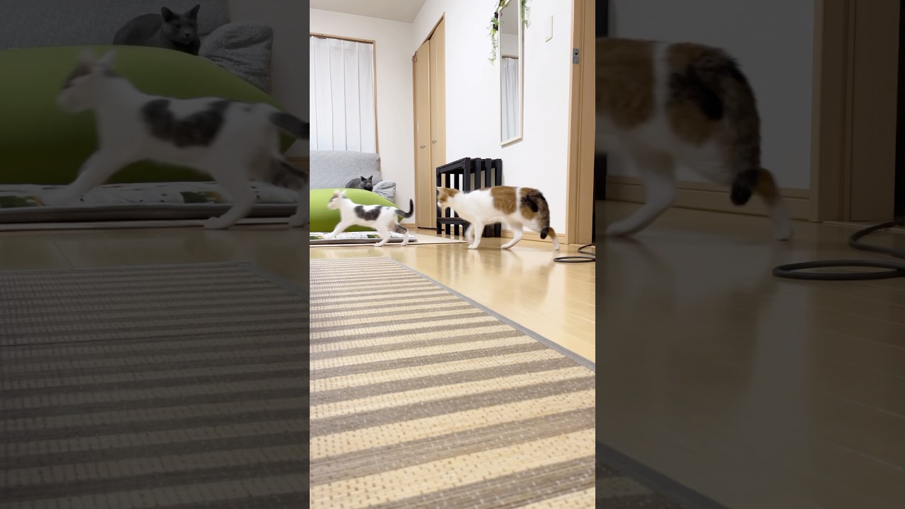 教育係は大変です。#三毛猫#キジ白#ロシアンブルー#しつけ#仔猫