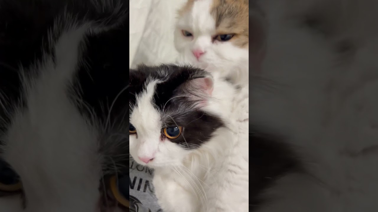 #おにぎりが娘のパフェを舐めてる#スコティッシュフォールド #猫#親子#scotishfold #cat#cute#kids#mom#love#pretty