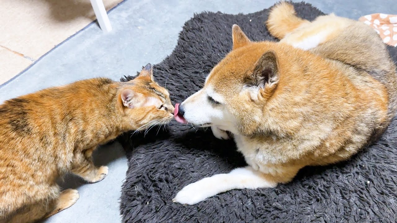 【犬と猫大家族】み～んな甘えちゃってます