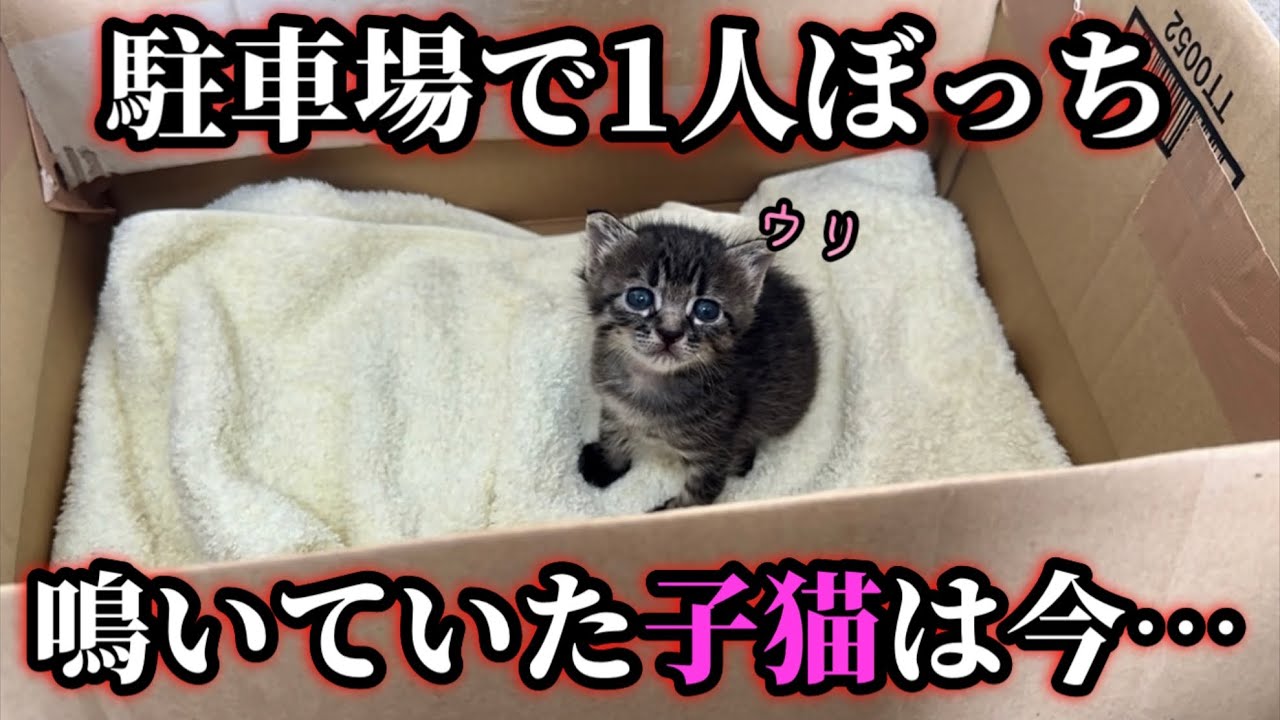 生後2週で保護した子猫のその後…