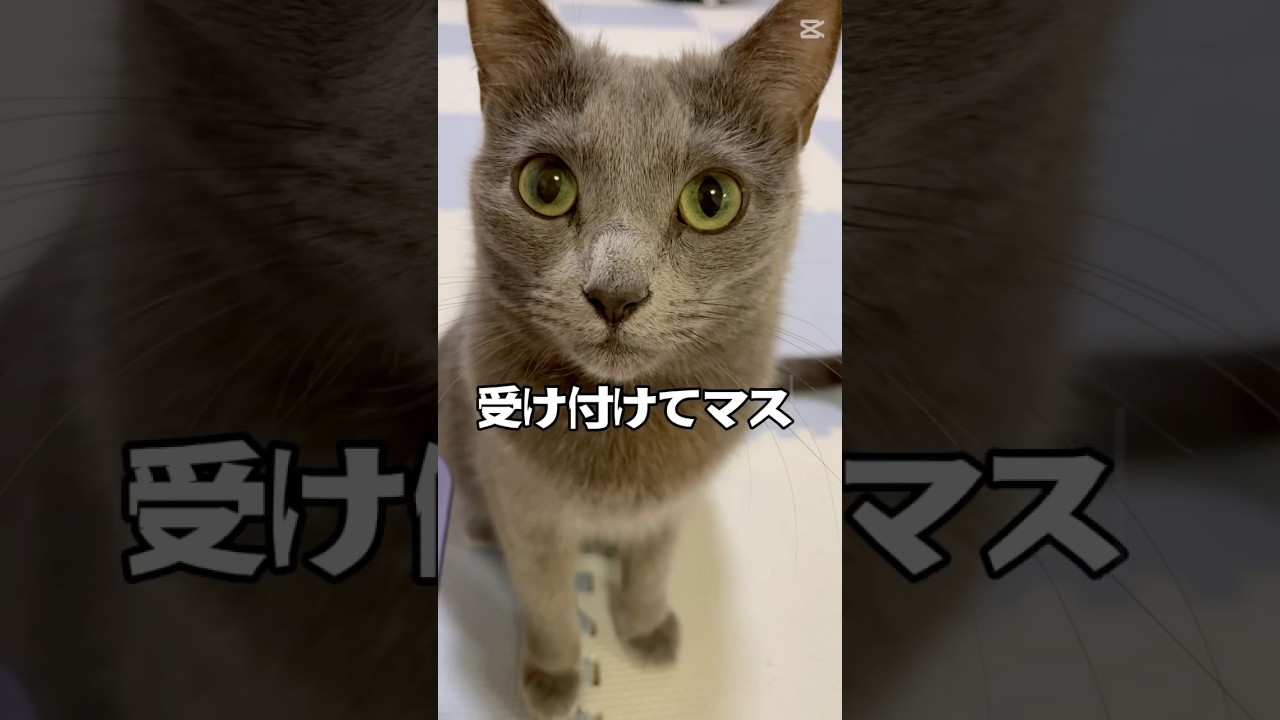 【猫ロシアンブルー】そらちゃんに嫉妬しちゃう❤️ #shorts #russianblue #ロシアンブルー #かわいい猫 #可愛い猫