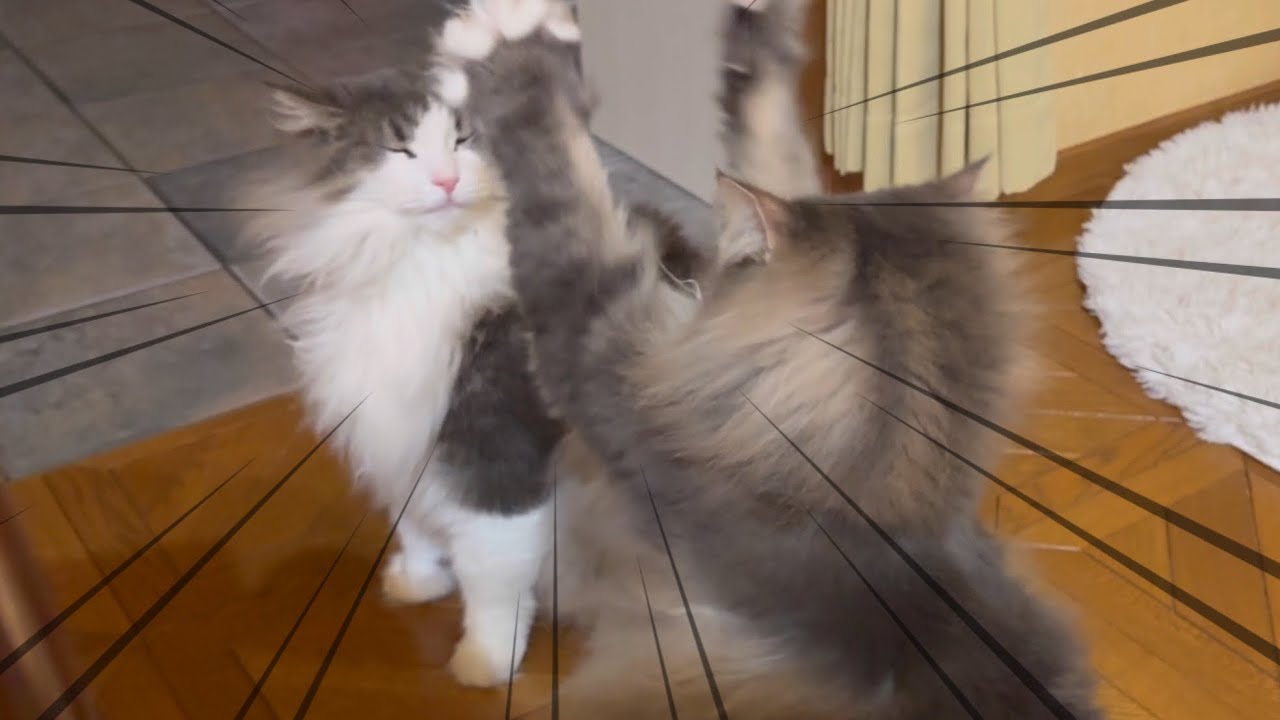 【バトル⁇?】仲良し兄弟の可愛すぎるバトルがこちらwwwノルウェージャンフォレストキャット