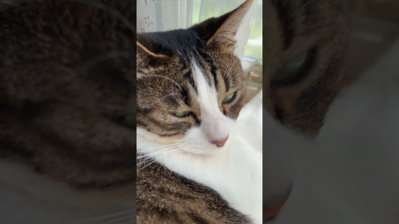 ねこむすびショート65 #cat #ねこもふファミリー #猫のいる暮らし