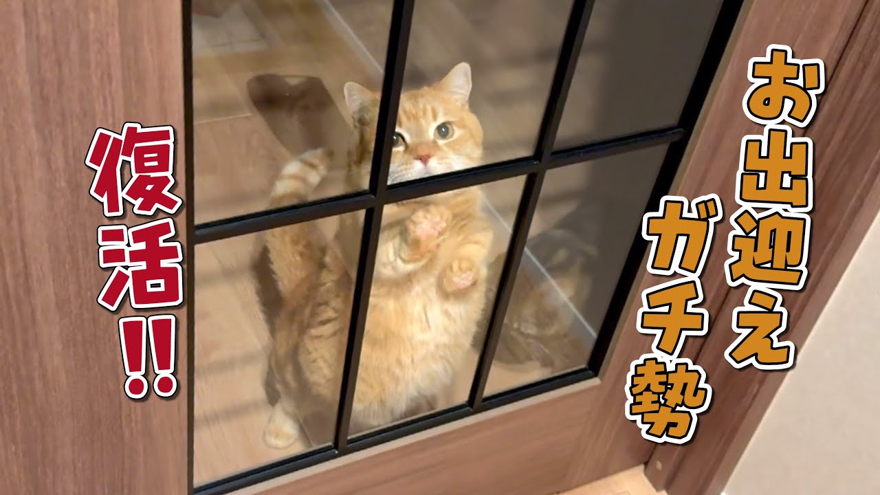 新居をガラス扉にしたらお出迎えガチ勢だった猫が復活しました！