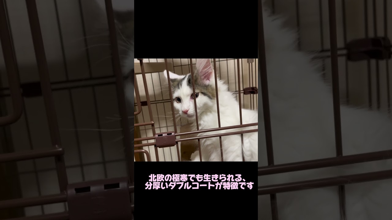 ふわもこ王子ノルウェージャンフォレストキャットってどんな猫？#猫のいる暮らし #norwegianforestcat #cat