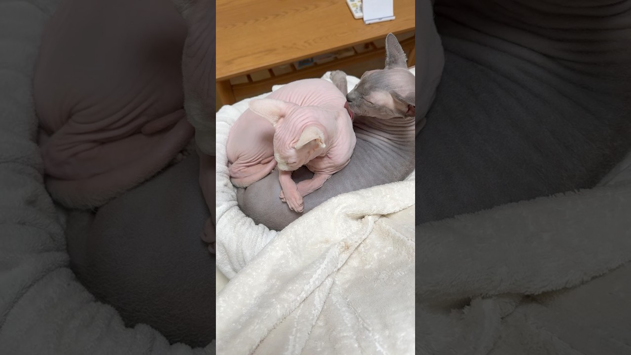 かわいすぎる毛のない猫たち【スフィンクス】