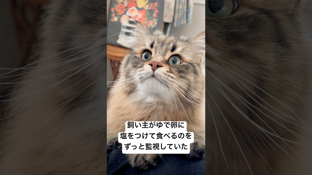 ガン見ネコちゃん #猫 #サイベリアン #ゆで卵