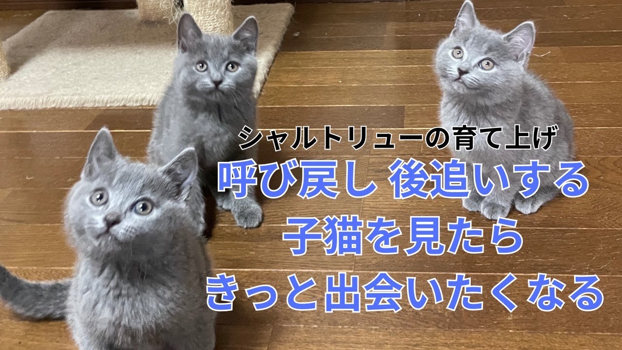 【シャルトリューの子猫】に手を出すのに気をくれしている方は見ないで下さい