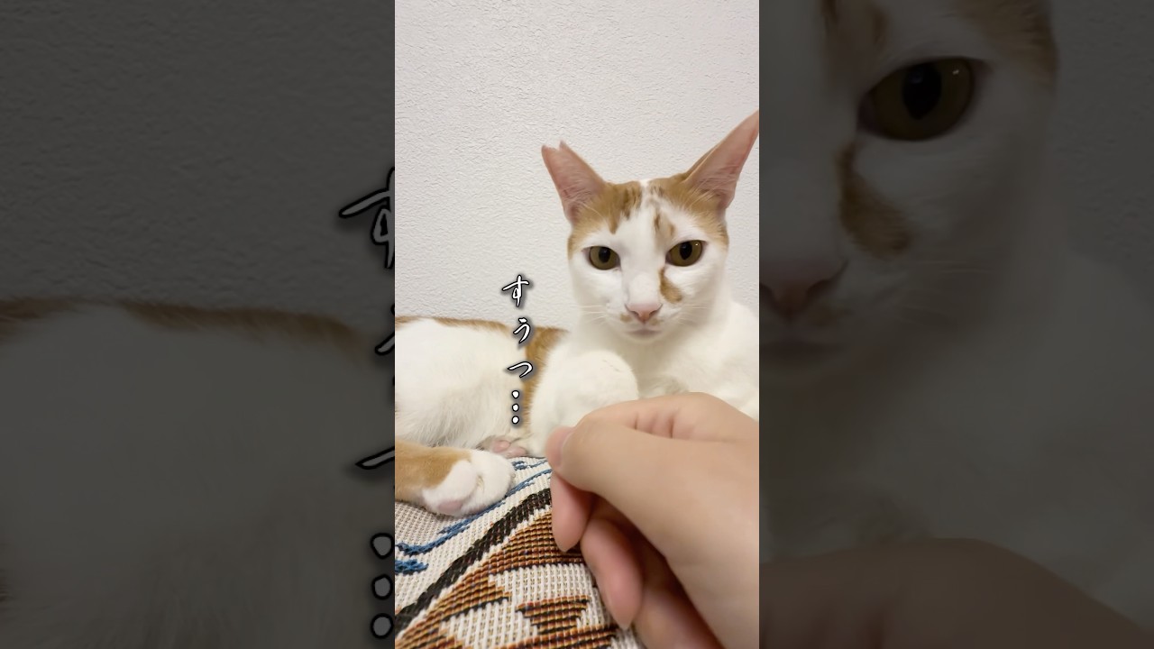 寝起きだけは別猫？甘えん坊ラテの塩対応　#ねこ #Shorts
