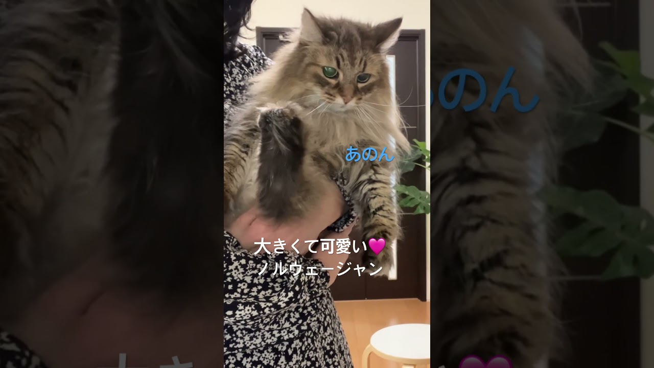 大きくて可愛い🩷ノルウェージャン#shorts #cat #ノルウェージャンフォレストキャット #猫のいる暮らし #pets #猫