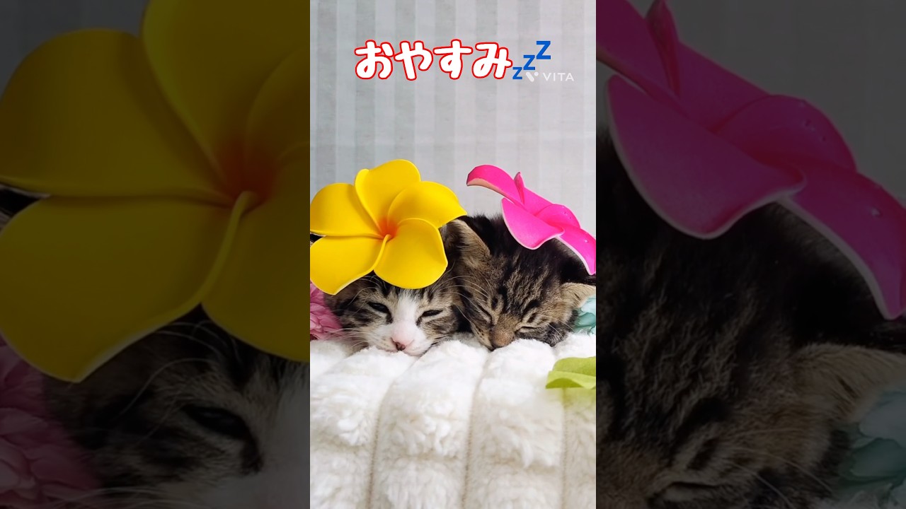 おやすみ💤　#shorts  #猫　#子猫　#cat  #kitten  #保護猫