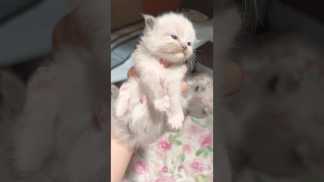 💓持ち上げたらぬいぐるみに変わるかわいい子猫 【かわいくてごめん】 #ラグドール #子猫 #shorts #luna