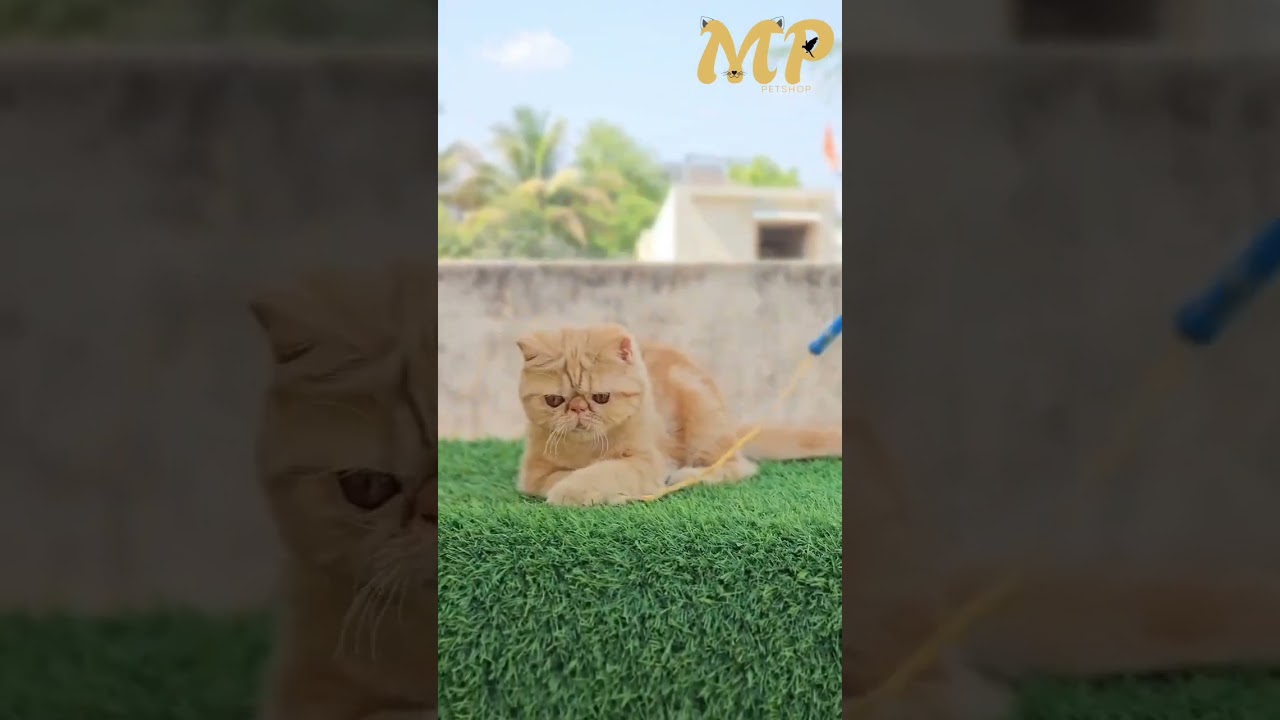 *CFA BLOOD LINAGE EXCOTIC SHORT HAIR FEMALE AVAILABLE 😻☘️💫 #petshop #mppetshop #ytshorts #shortfeed