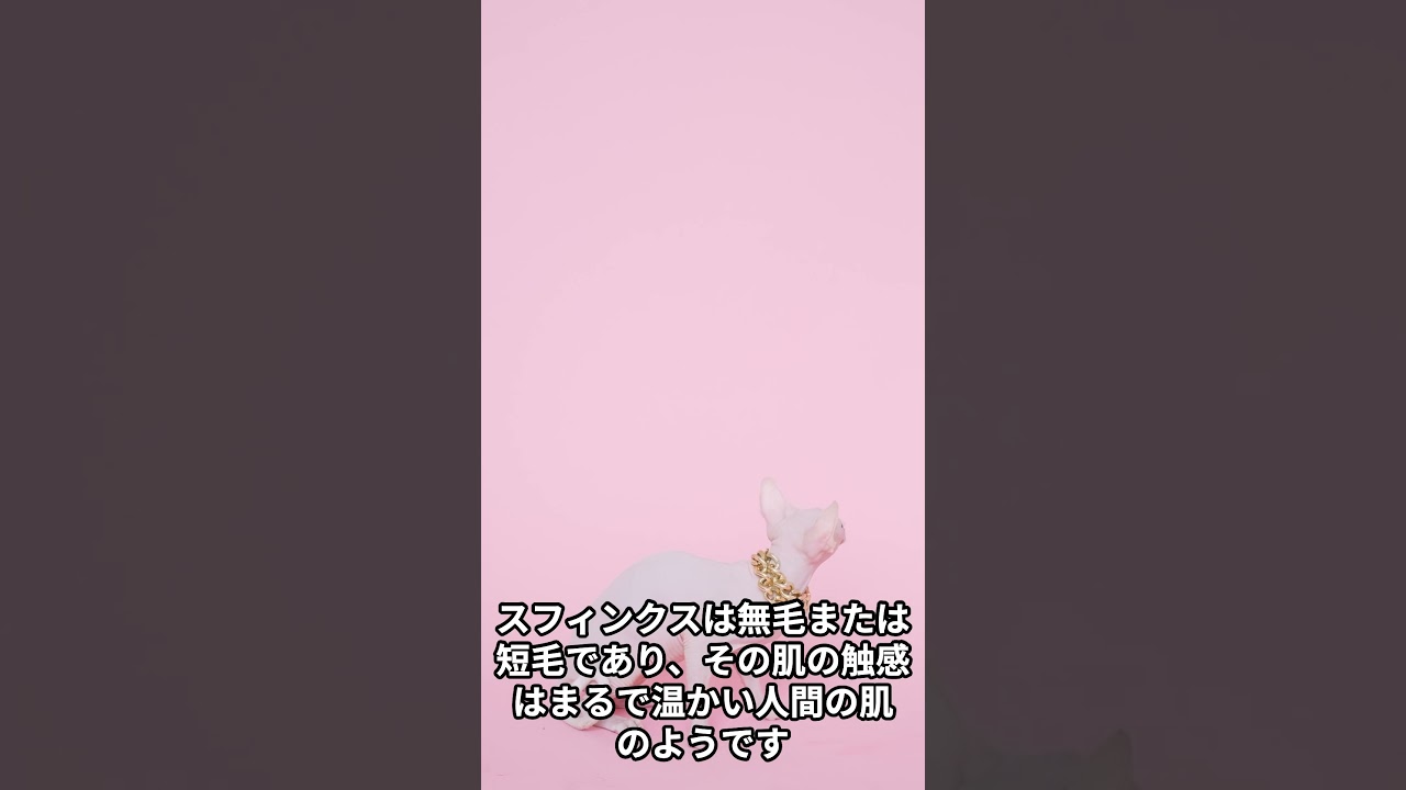 【スフィンクスの雑学】 #cat #雑学  #ねこ
