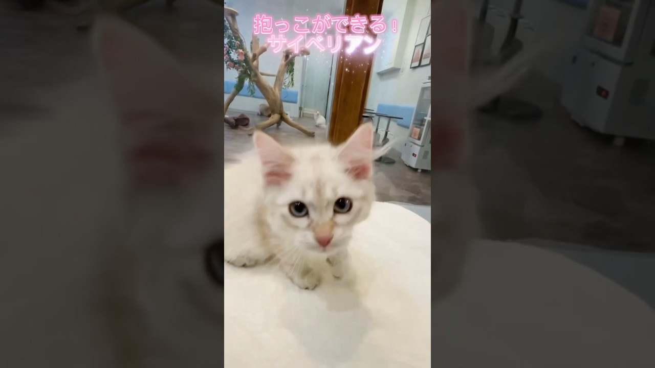 抱っこが大好きで❤️膝から降りない#サイベリアン #子猫 のロザリーちゃん😻抱っこができる子猫をお探しなら吉祥寺のロイヤルキャッツで出会えます💖　#ペットショップ