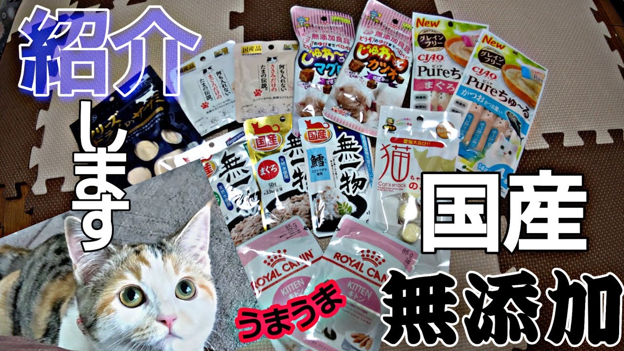 【マンチカン】我が家の猫(生後6ヶ月)のこだわりご飯＆おやつ事情を紹介します！