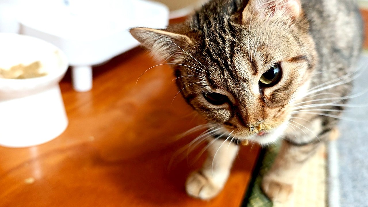 完全手作り食に喜ぶ猫たち。その直後、糖尿病の子猫に異変が起きた