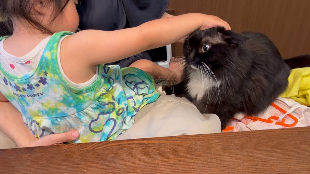 ママの膝の上を奪い合う幼児と猫　ラガマフィン