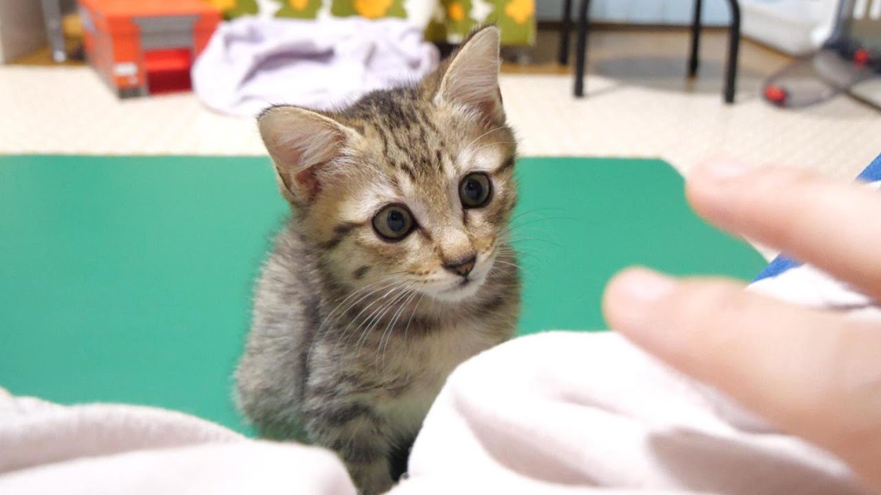 後輩の子猫に気を使ってママに甘える順番を待つ子猫の我慢の限界【赤ちゃん猫　保護猫】