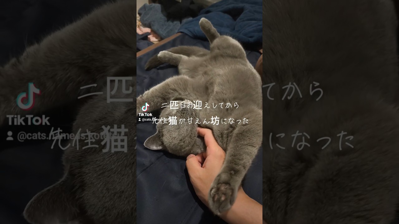 こてつは最近甘えん坊