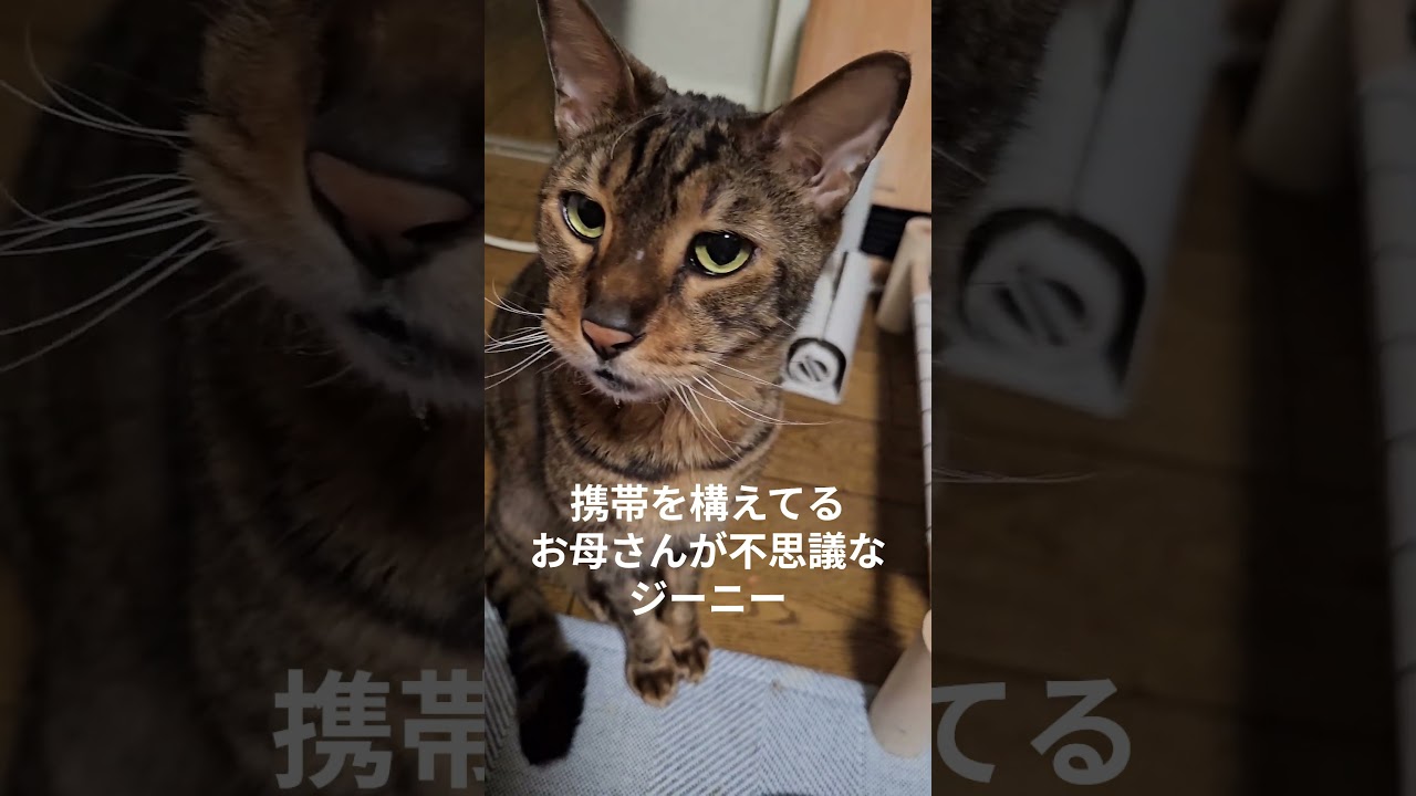 人間に話しかける猫 #猫 #ベンガル #cat