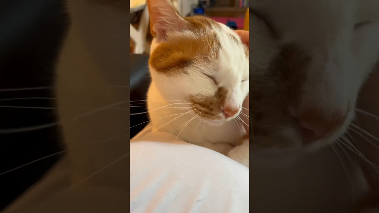 お腹の上でくつろぐ猫 #cat #日本猫 #保護猫