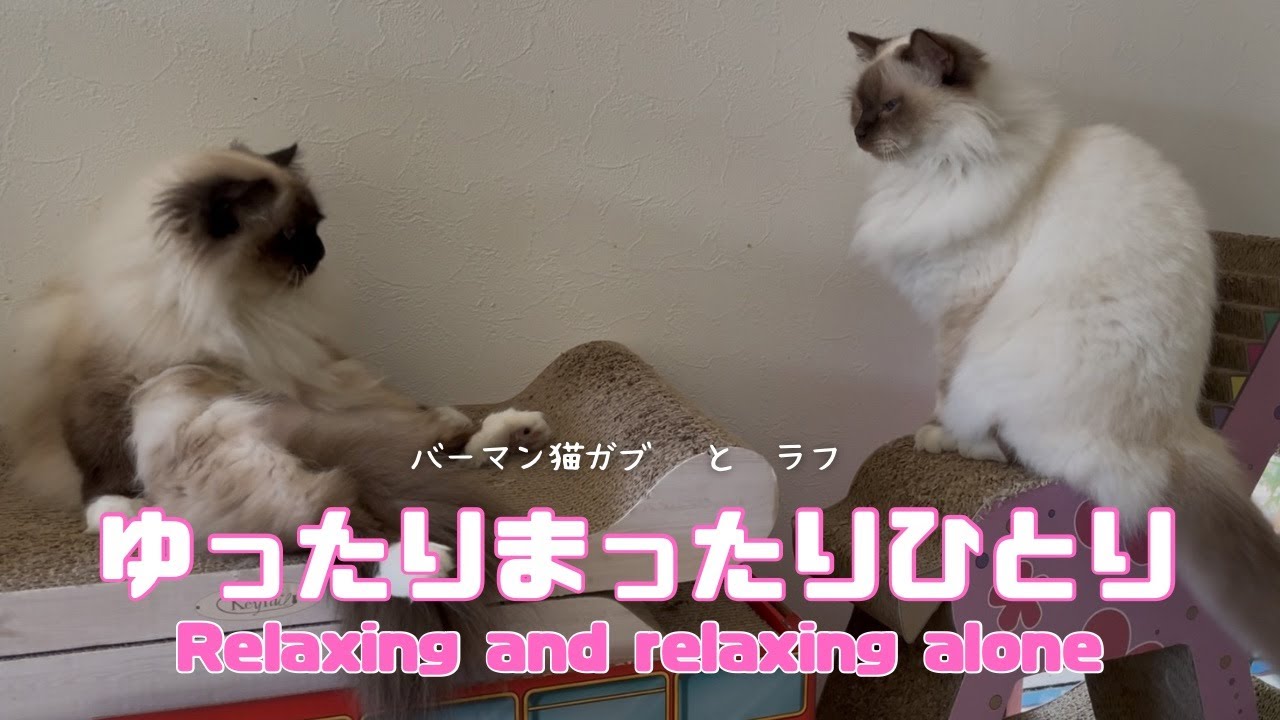バーマン猫ガブとラフ【ゆったりまったりひとり】Relaxing and relaxing alone（バーマン猫）Birman/Cat
