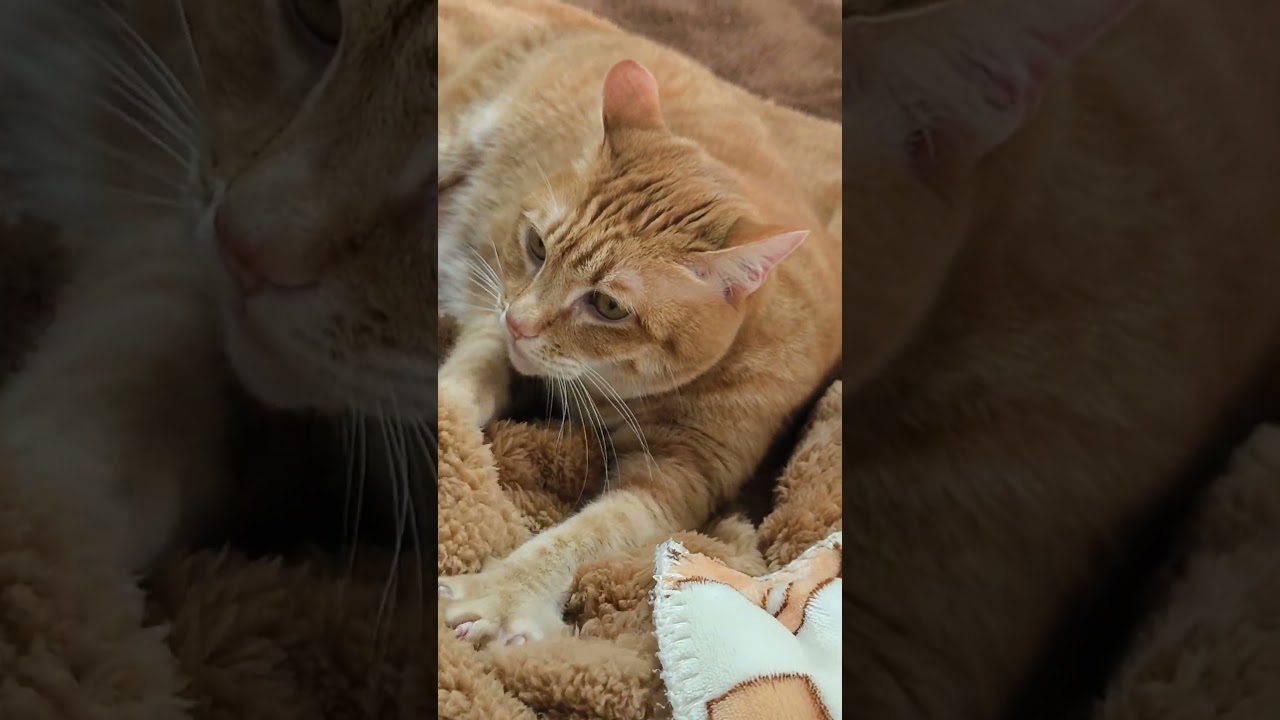 ¡Pizzería Miu!!😹😻#gatitos #catlife #gatos #exploragatitos #cat #gatosfelices #sonidogatos