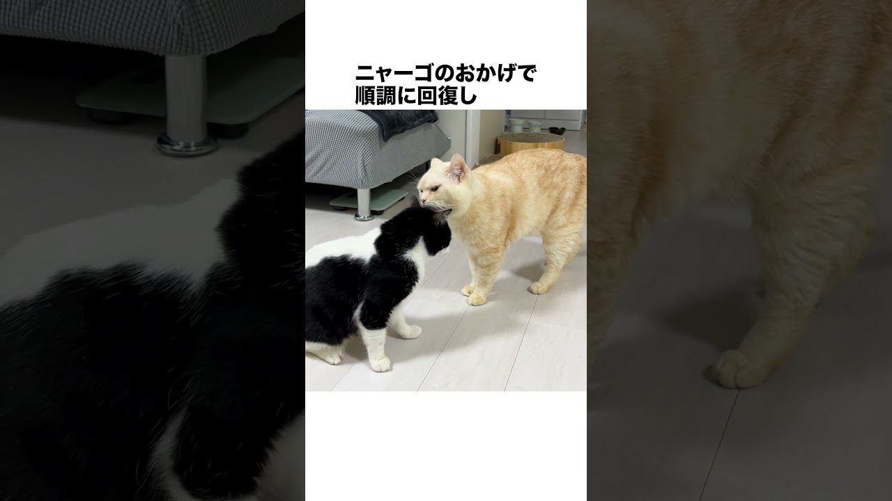 元野良ボス猫ニャーゴ伝説⑥