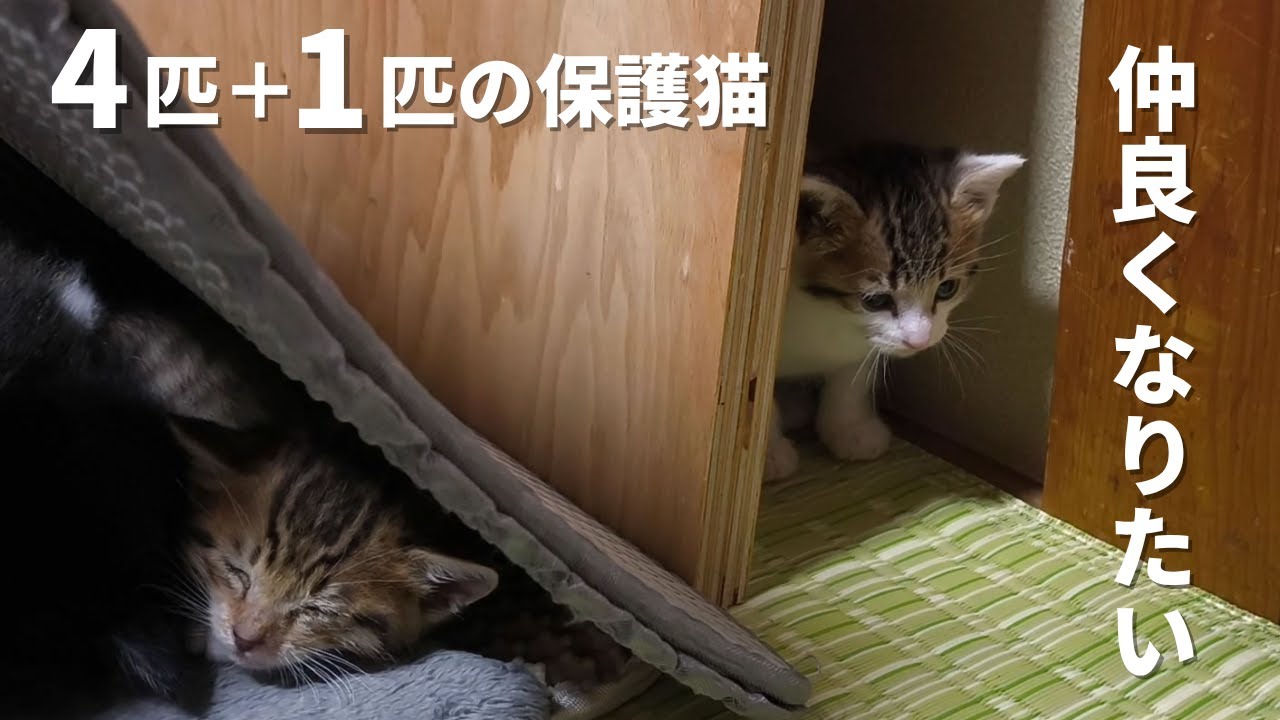 【保護猫 子猫4匹＋1匹】10日ぶりに4匹の兄弟と合流した1匹の生後40日の子猫。仲良くなりたいけど輪に入れない・・1日～4日の様子
