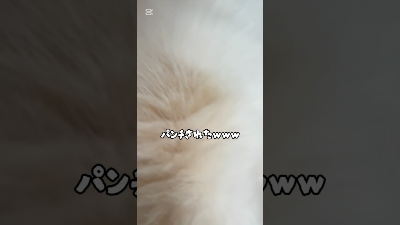 仕事に行けなくなる動画#スコティッシュフォールド #猫のいる暮らし